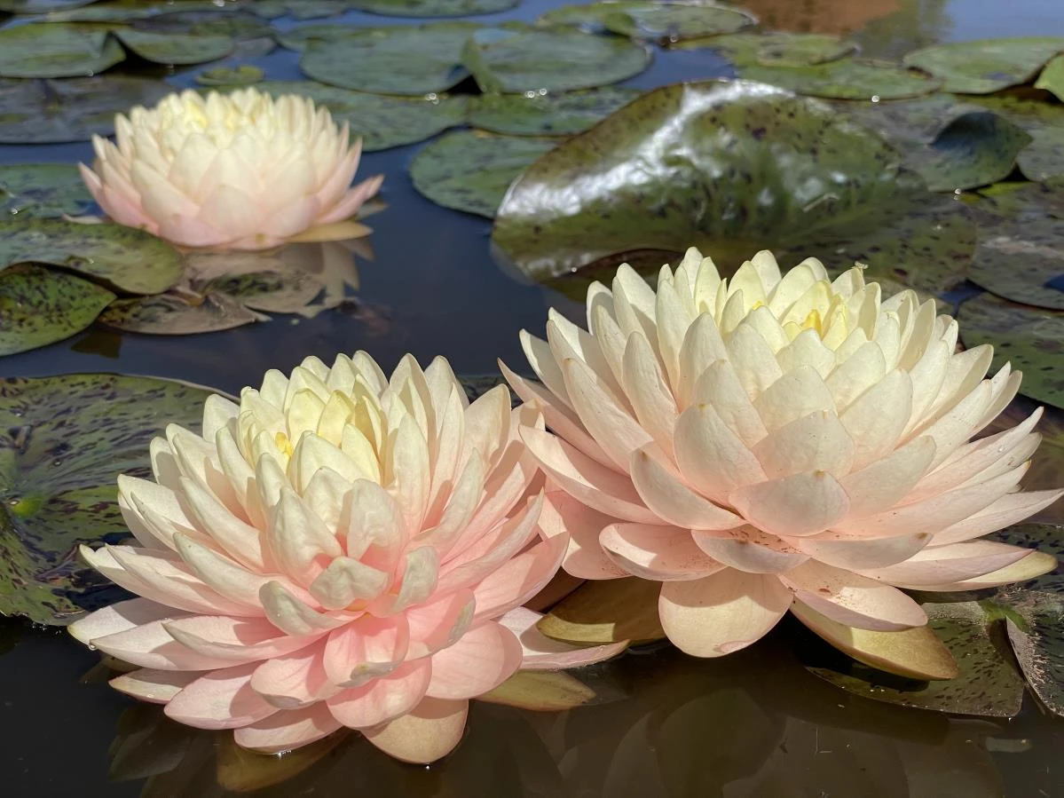 Nymphaea ‘Arrakis’