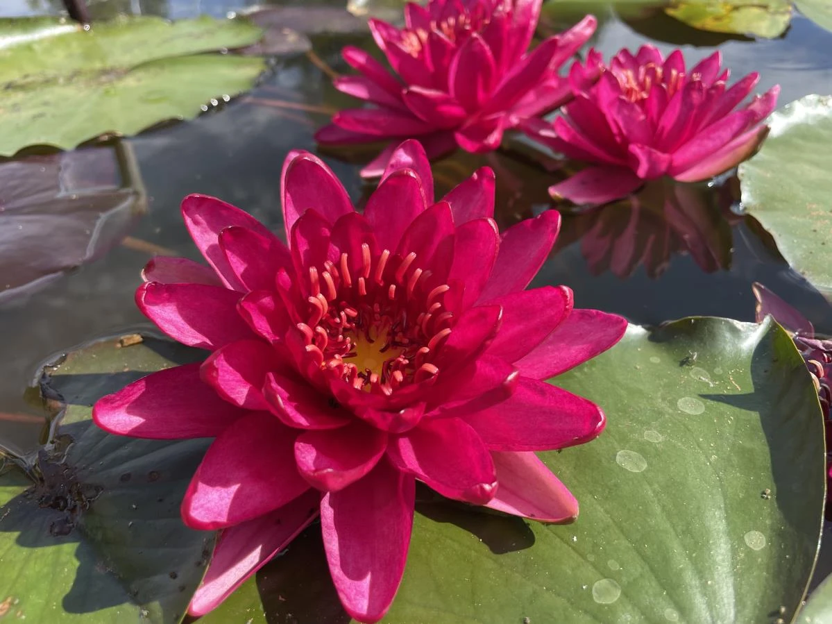 Nymphaea ‘Carmen’