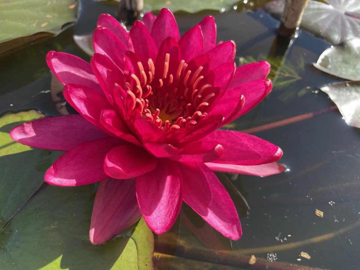 Nymphaea ‘Carmen’