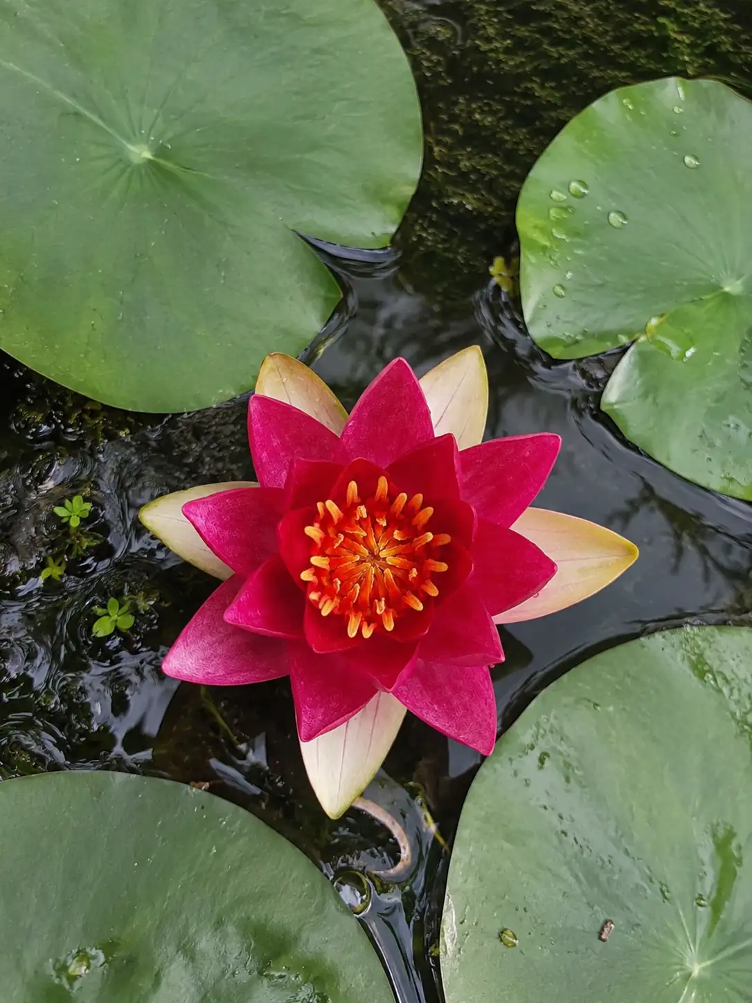 Nymphaea ‘Bubulle