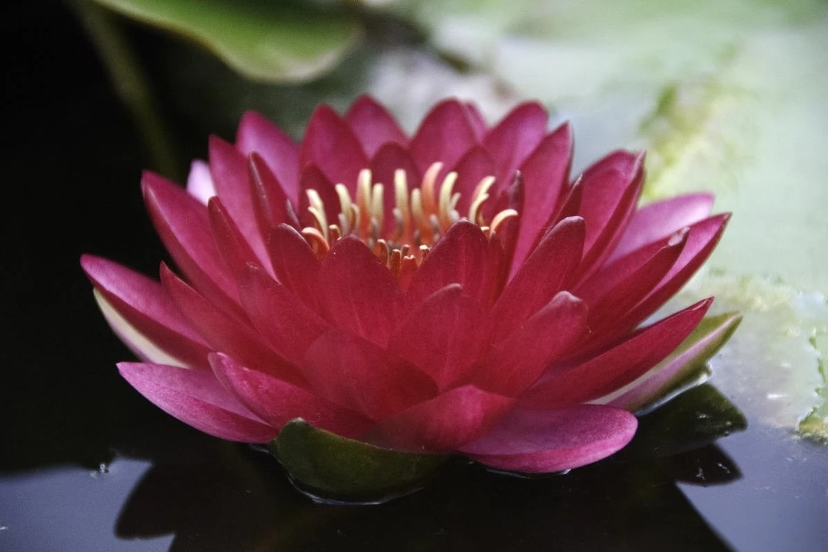 Nymphaea Manee Red