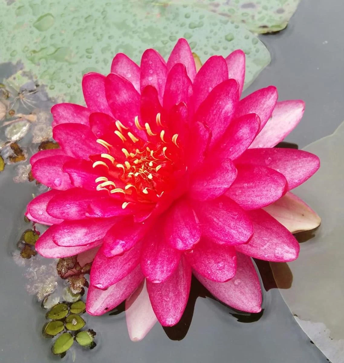 Nymphaea Manee Red