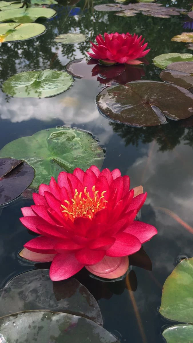 Nymphaea Manee Red