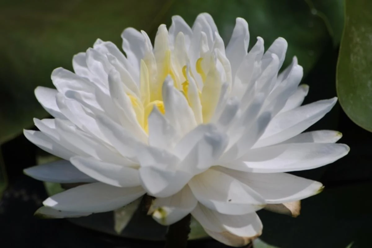 Nymphaea white 1000 petals