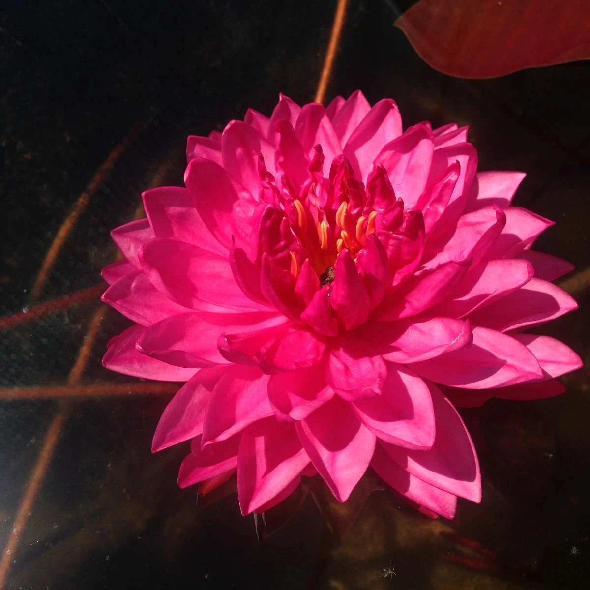 Nymphaea Fushia Pompom
