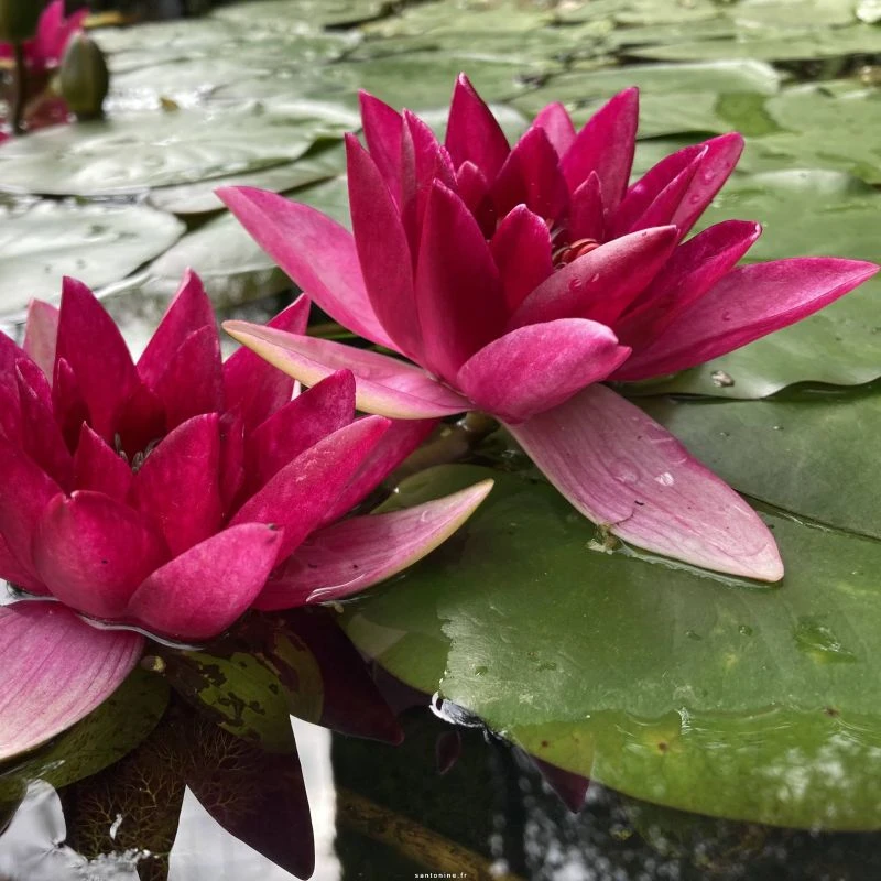 Nymphaea Xiafei (Xufei)