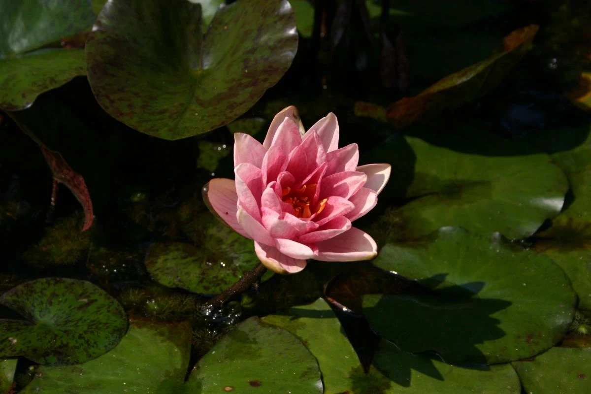 Nymphaea Berit strawn