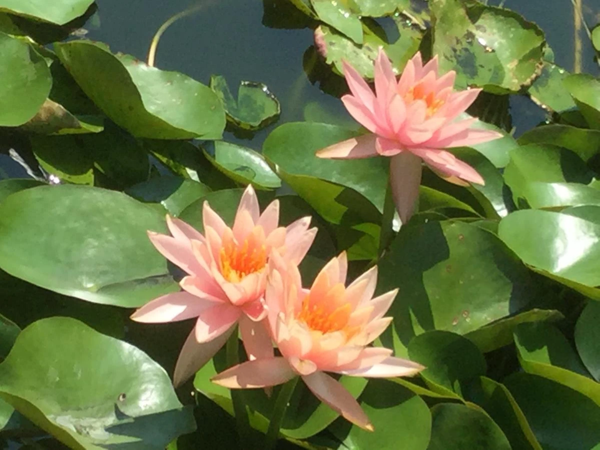 Nymphaea Colorado