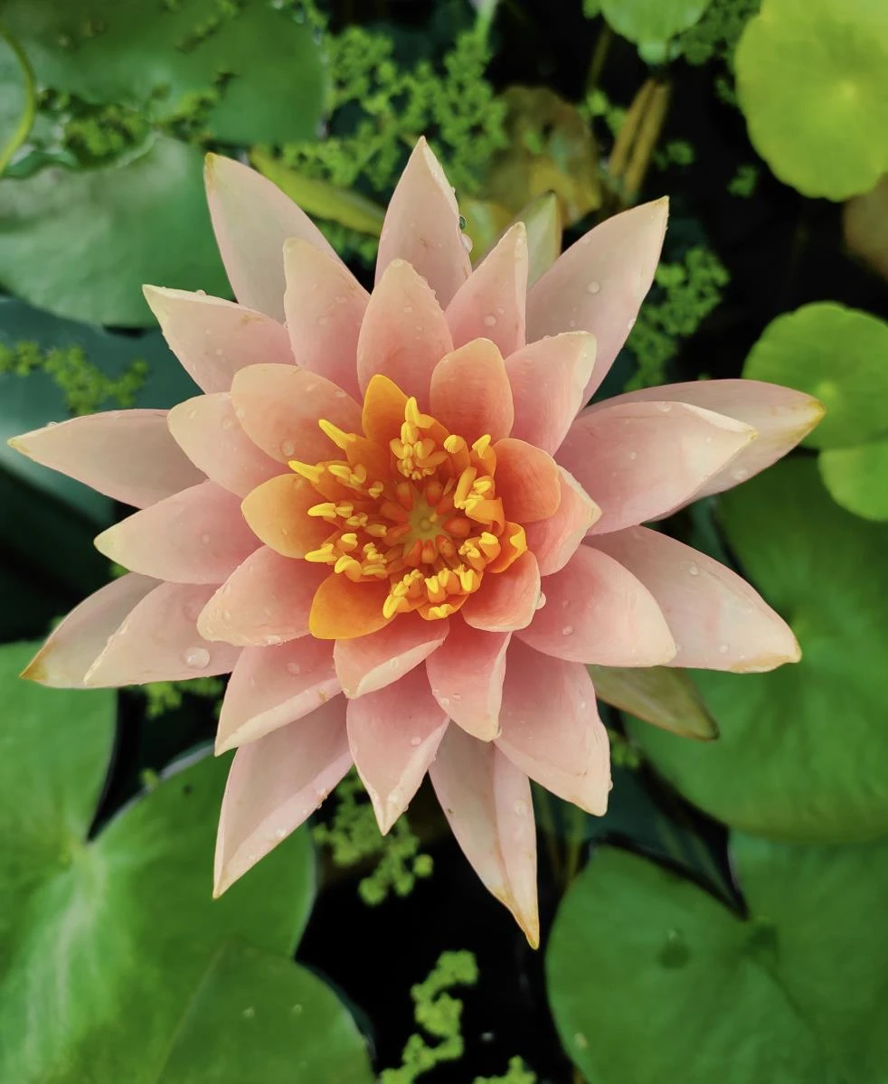 Nymphaea Colorado