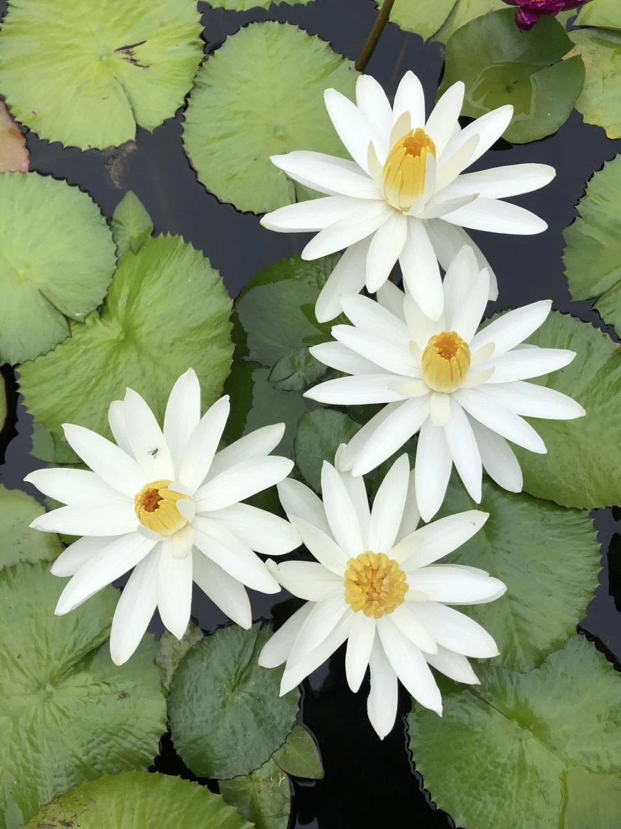 Nymphaea ‘Trudy Slocum’
