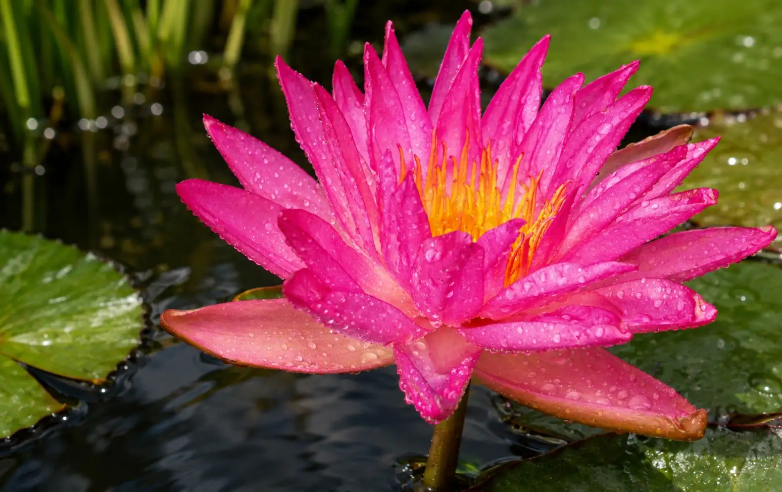 Tropic Star