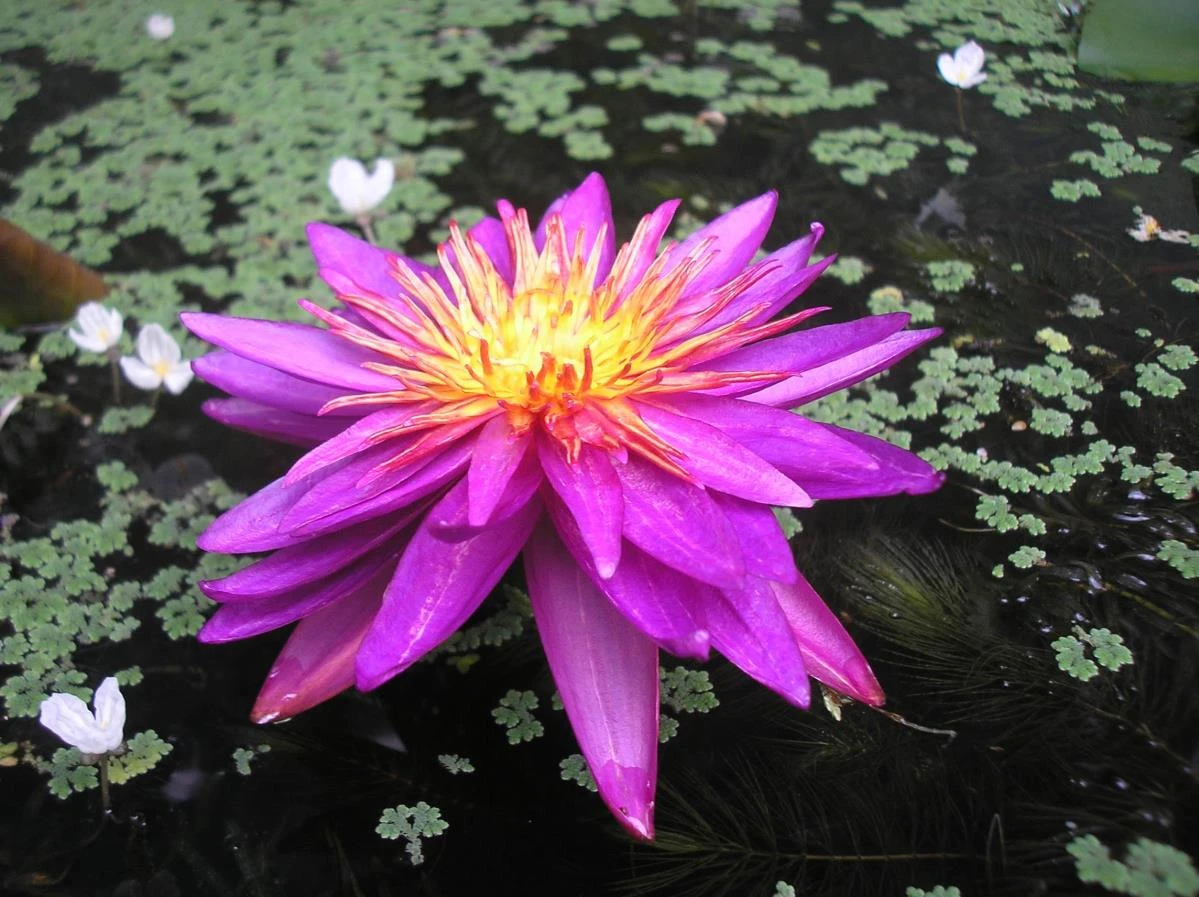 Nymphaea Gilles Chaygneaud