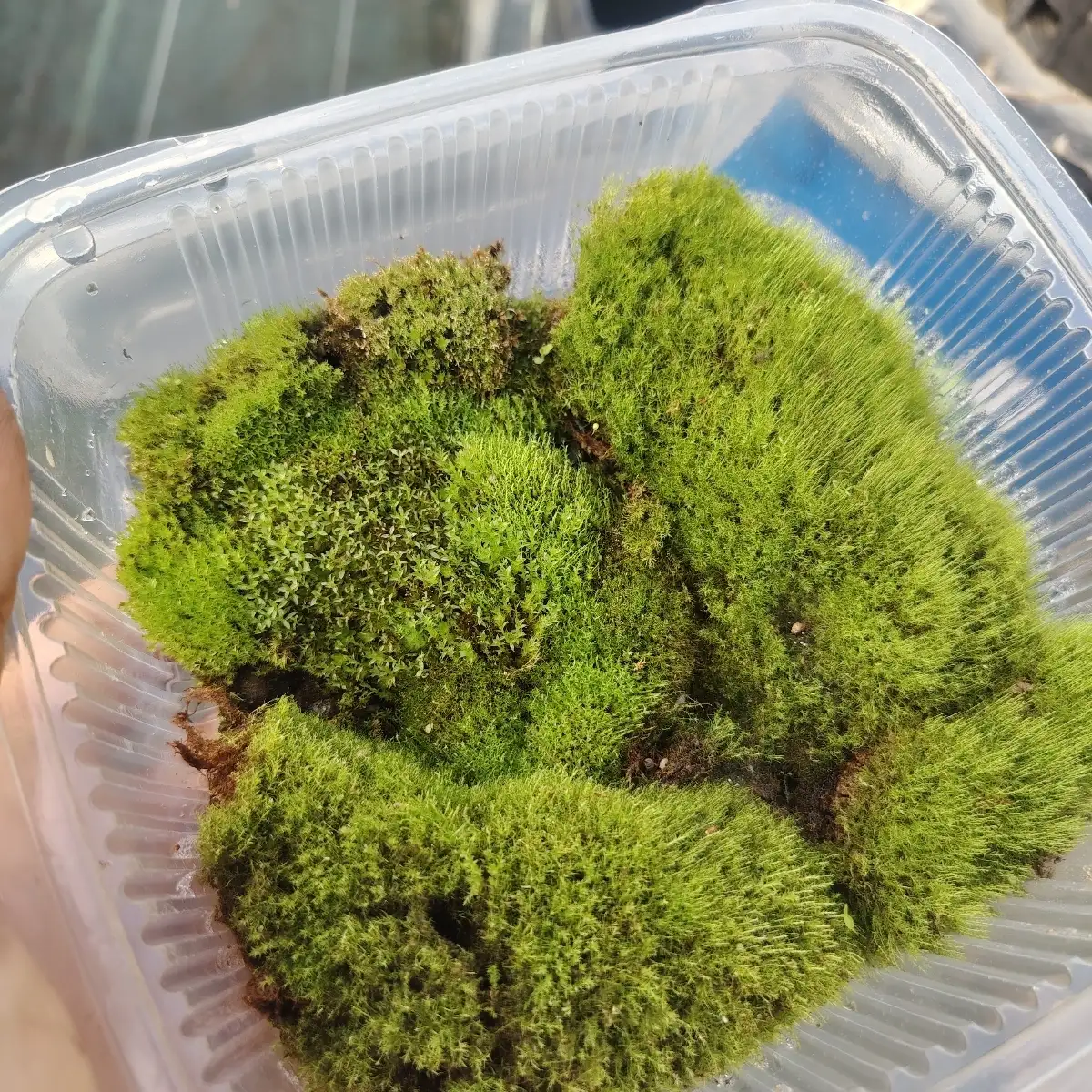 Bryophite - mousse vivante - boîte 20cmx20cm