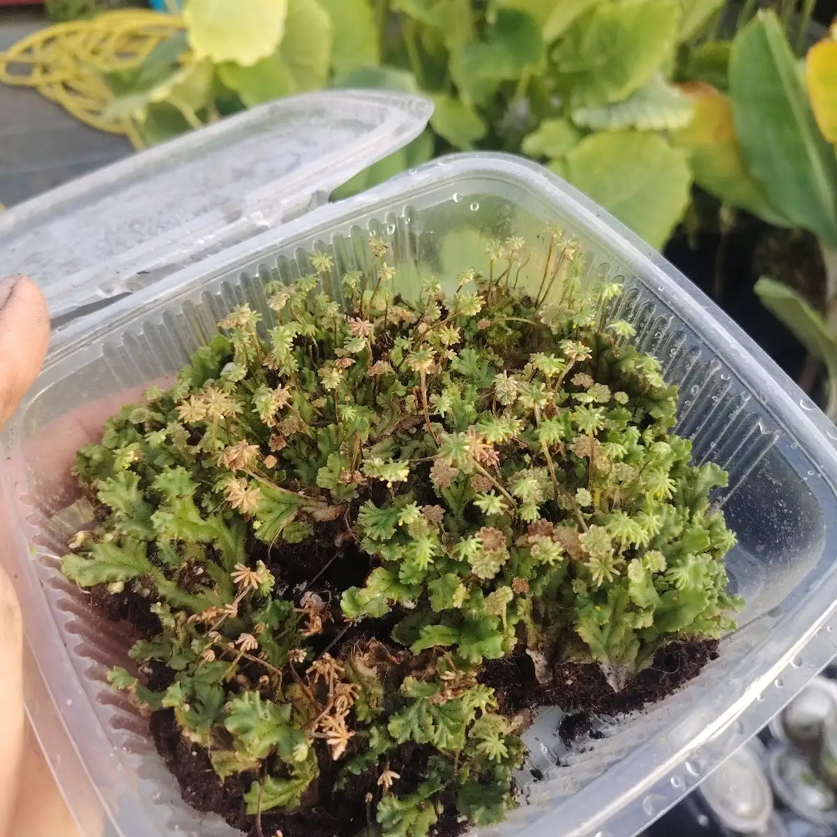 Marchantia polymorpha – Hépatique des fontaines – Boîte 20 × 20 cm