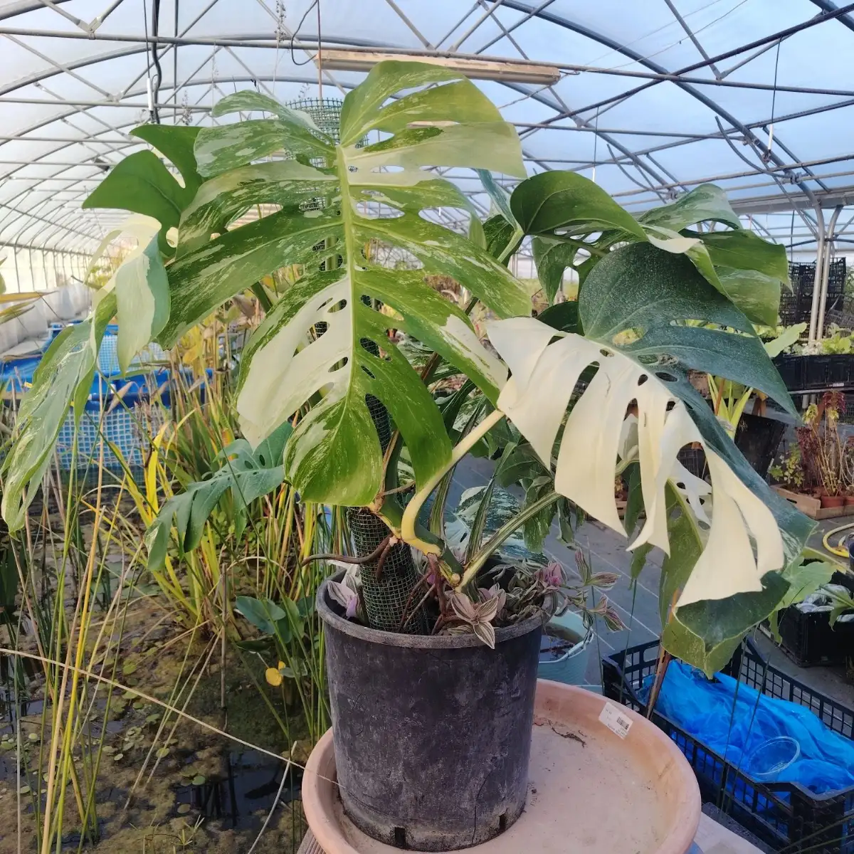 Monstera deliciosa variegata – Pièce unique