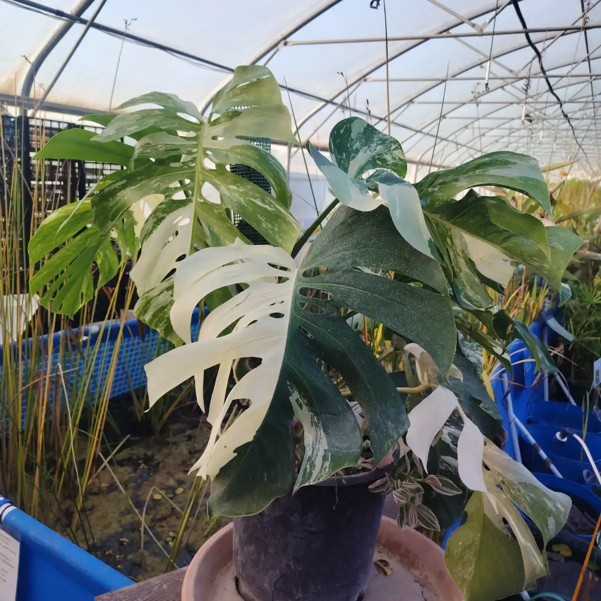 Monstera deliciosa variegata – Pièce unique