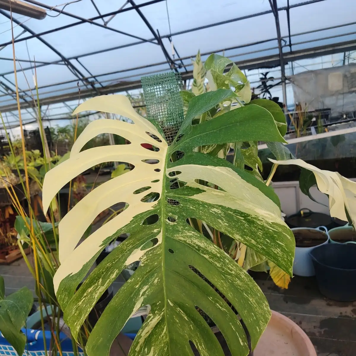 Monstera deliciosa variegata – Pièce unique