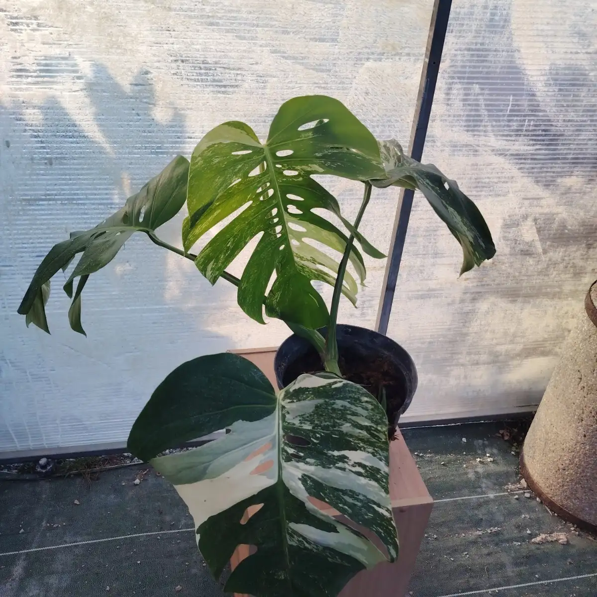 Monstera deliciosa variegata  (piece unique)