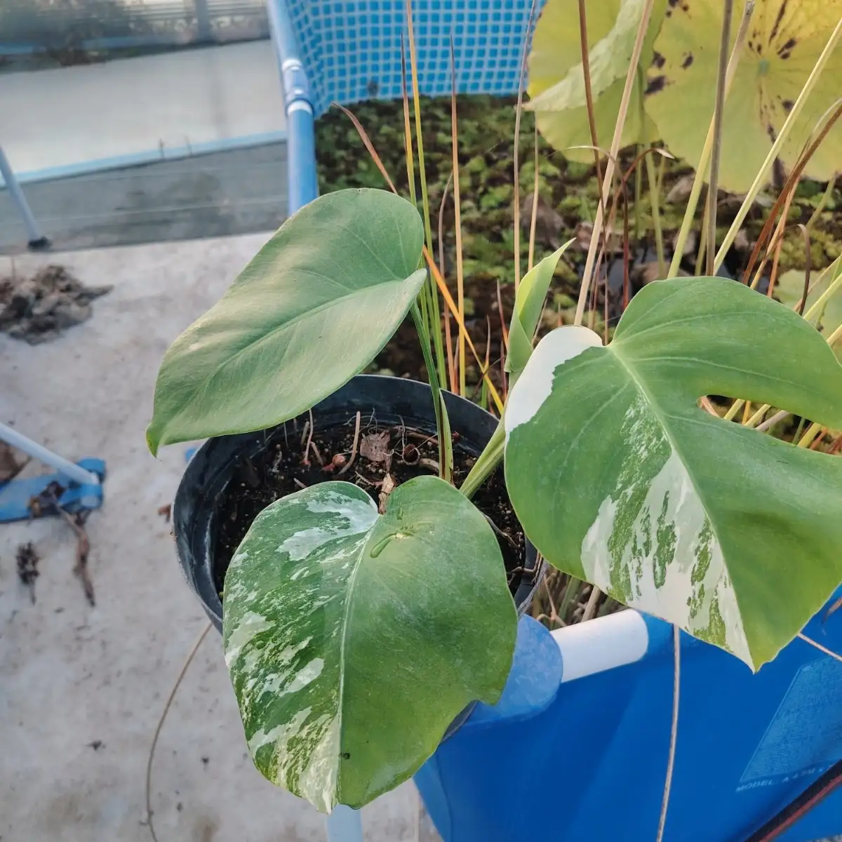 Monstera deliciosa variegata – Pièce unique (1 seul exemplaire disponible)